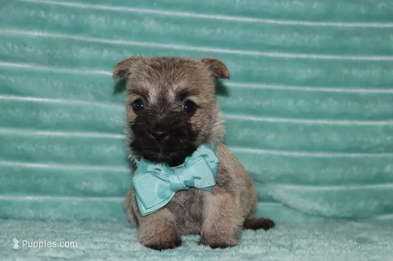 Caspian – Cairn Terrier puppy for sale in Goshen, IN