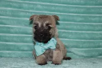 Caspian, a male Cairn Terrier for sale in Goshen, IN – 1 of 5
