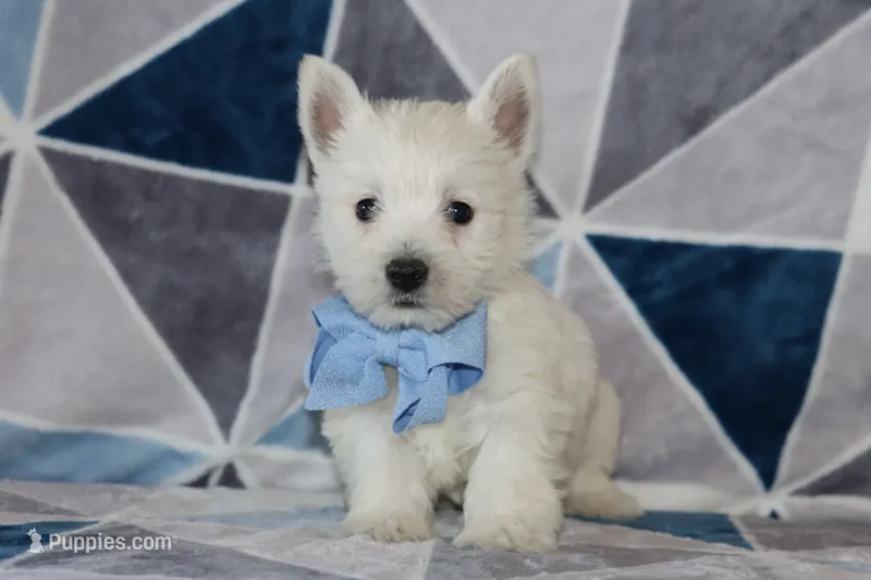 Paulus – West Highland White Terrier puppy for sale in Goshen, IN