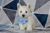 Paulus, a male West Highland White Terrier for sale in Goshen, IN – 1 of 4
