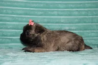 Cassidy, a female Cairn Terrier for sale in Goshen, IN – 4 of 4