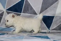Patrick, a male West Highland White Terrier for sale in Goshen, IN – 4 of 4