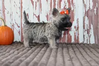 Callie, a female Cairn Terrier for sale in Goshen, IN – 4 of 8
