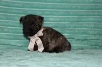 Cleo , a male Cairn Terrier for sale in Goshen, IN – 2 of 4