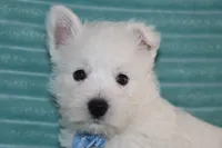 Spencer, a male West Highland White Terrier for sale in Goshen, IN – 2 of 4