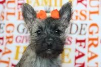 Gemma, a female Cairn Terrier for sale in Goshen, IN – 3 of 4