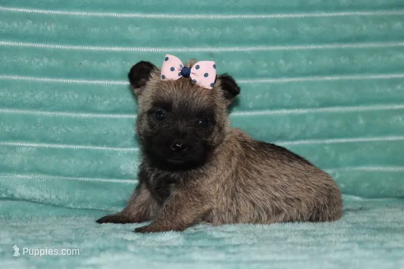 Callie – Cairn Terrier puppy for sale in Goshen, IN