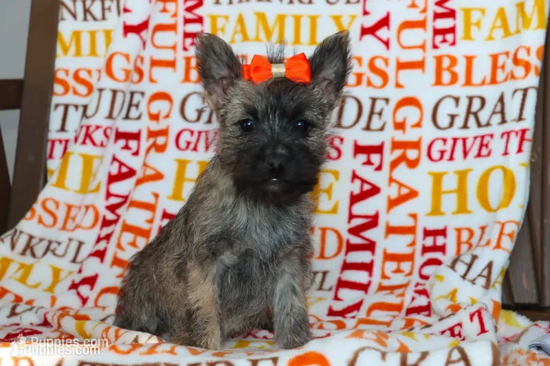 Gemma – Cairn Terrier puppy for sale in Goshen, IN