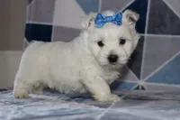 Patsy, a female West Highland White Terrier for sale in Goshen, IN – 2 of 4