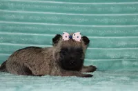 Callie, a female Cairn Terrier for sale in Goshen, IN – 2 of 4