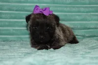 Camilla, a female Cairn Terrier for sale in Goshen, IN – 3 of 4