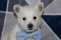 Pedro, a male West Highland White Terrier for sale in Goshen, IN – 4 of 4