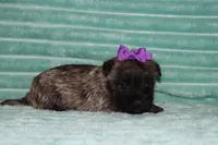 Camilla, a female Cairn Terrier for sale in Goshen, IN – 2 of 4