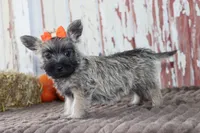 Callie, a female Cairn Terrier for sale in Goshen, IN – 2 of 8