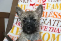 Graham, a male Cairn Terrier for sale in Goshen, IN – 2 of 4