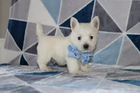 Paulus, a male West Highland White Terrier for sale in Goshen, IN – 3 of 4