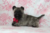 Cruz, a male Cairn Terrier for sale in Goshen, IN – Photo 4 of 4