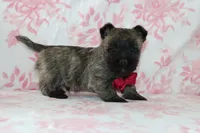 Cruz, a male Cairn Terrier for sale in Goshen, IN – Photo 3 of 4