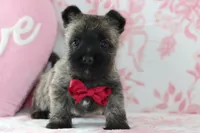 Cruz, a male Cairn Terrier for sale in Goshen, IN – Photo 1 of 4