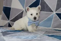 Pedro, a male West Highland White Terrier for sale in Goshen, IN – 2 of 4