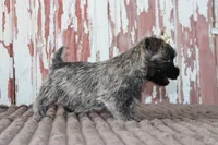Camilla, a female Cairn Terrier for sale in Goshen, IN – 4 of 8