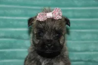 Chloe, a female Cairn Terrier for sale in Goshen, IN – 2 of 4