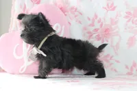 Colter, a male Yorkipoo for sale in Goshen, IN – Photo 2 of 4