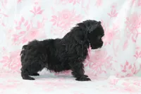 Carter, a male Yorkipoo for sale in Goshen, IN – Photo 4 of 4