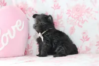 Colter, a male Yorkipoo for sale in Goshen, IN – Photo 4 of 4