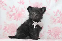Colter, a male Yorkipoo for sale in Goshen, IN – Photo 3 of 4