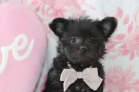 Colter, a male Yorkipoo for sale in Goshen, IN – Photo 1 of 4