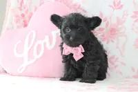 Carter, a male Yorkipoo for sale in Goshen, IN – Photo 1 of 4