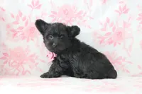 Carter, a male Yorkipoo for sale in Goshen, IN – Photo 3 of 4