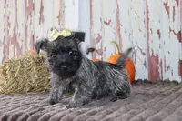 Camilla, a female Cairn Terrier for sale in Goshen, IN – 2 of 8