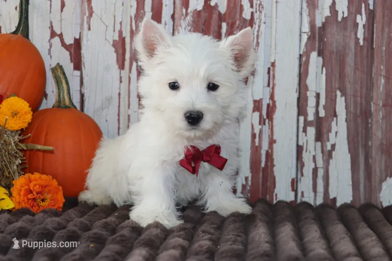 Paulus – West Highland White Terrier puppy for sale in Goshen, IN