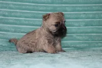 Caspian, a male Cairn Terrier for sale in Goshen, IN – 2 of 5