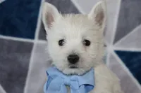 Paulus, a male West Highland White Terrier for sale in Goshen, IN – 2 of 4