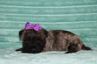 Camilla, a female Cairn Terrier for sale in Goshen, IN – 4 of 4