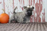 Chloe, a female Cairn Terrier for sale in Goshen, IN – 3 of 8