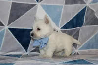 Paulus, a male West Highland White Terrier for sale in Goshen, IN – 4 of 4