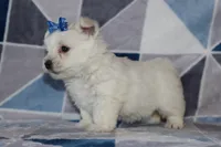 Patsy, a female West Highland White Terrier for sale in Goshen, IN – 3 of 4