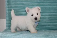 Spencer, a male West Highland White Terrier for sale in Goshen, IN – 4 of 4