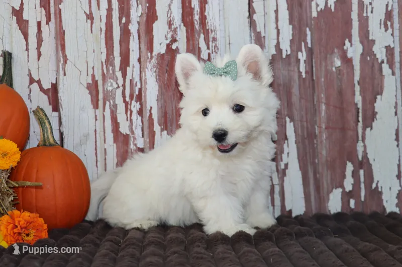 Patsy – West Highland White Terrier puppy for sale in Goshen, IN