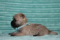 Caspian, a male Cairn Terrier for sale in Goshen, IN – 4 of 5