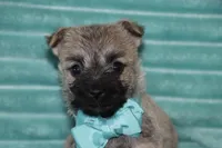 Caspian, a male Cairn Terrier for sale in Goshen, IN – 5 of 5