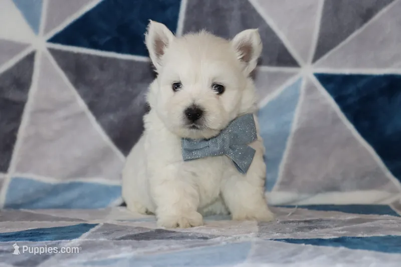 Patrick – West Highland White Terrier puppy for sale in Goshen, IN