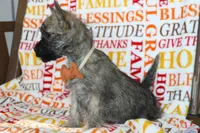 Graham, a male Cairn Terrier for sale in Goshen, IN – 4 of 4