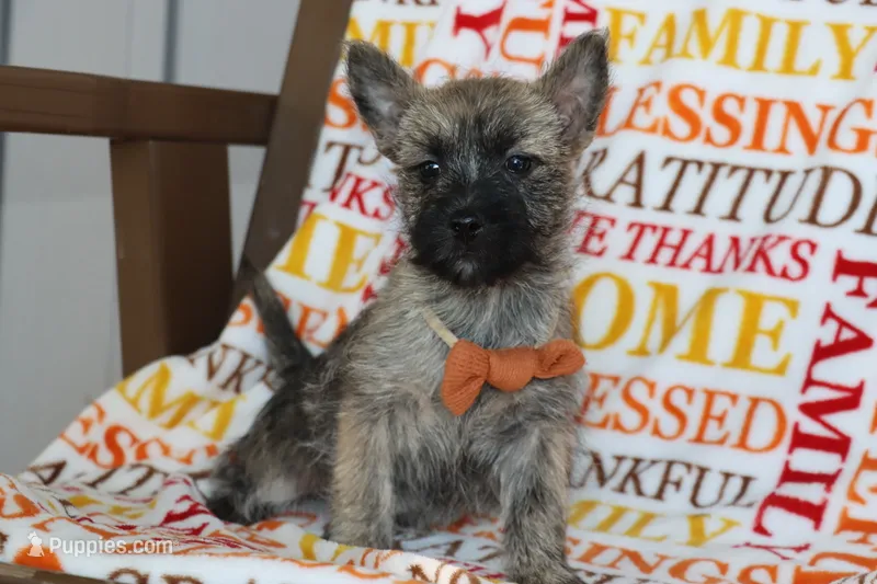 Graham – Cairn Terrier puppy for sale in Goshen, IN