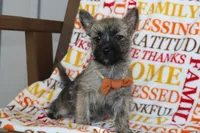 Graham, a male Cairn Terrier for sale in Goshen, IN – 1 of 4