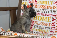 Gemma, a female Cairn Terrier for sale in Goshen, IN – 2 of 4